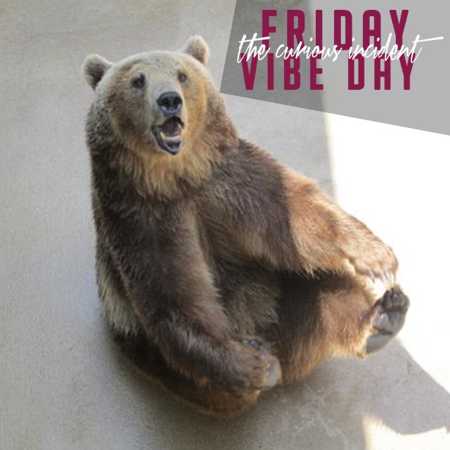 Our Friday Vibe Day Playlist is here and it's a ______ good one w/ tunes by the beauts tagged in the bear 🐻Check it here: thecuriousincident.com/blog/friday-vi… #fridayvibeday