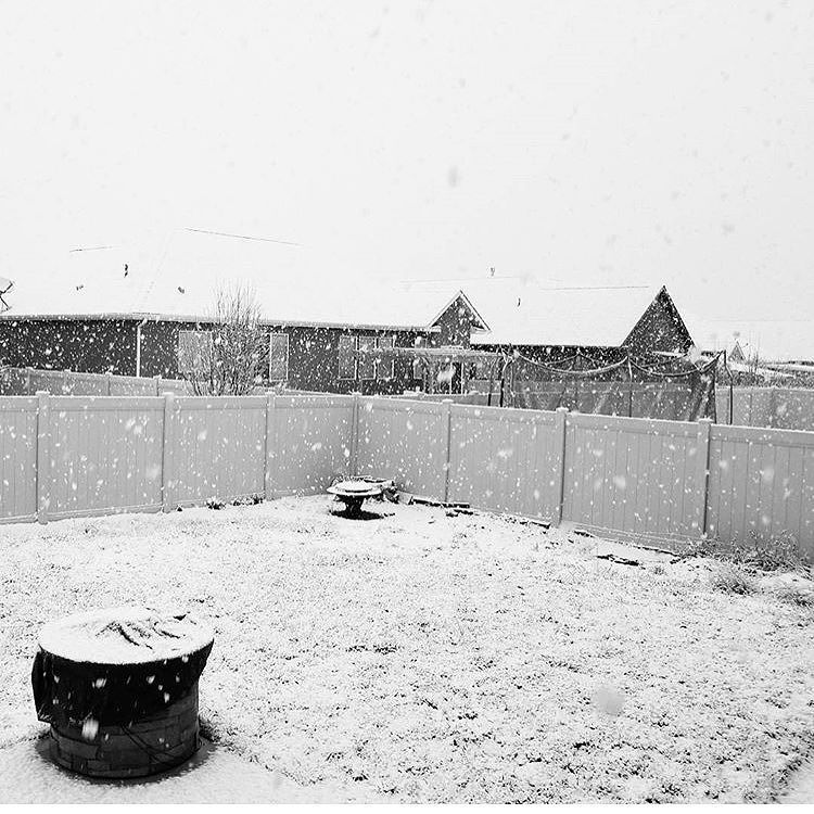 SweetwaterNOW's tweet photo. #ViewFromYou: βοΈ @mariarocks99 #itssnowing #bigflakes #heavysnow #hurryupchristmasβοΈπ¨π https://t.co/FNz2j456nF