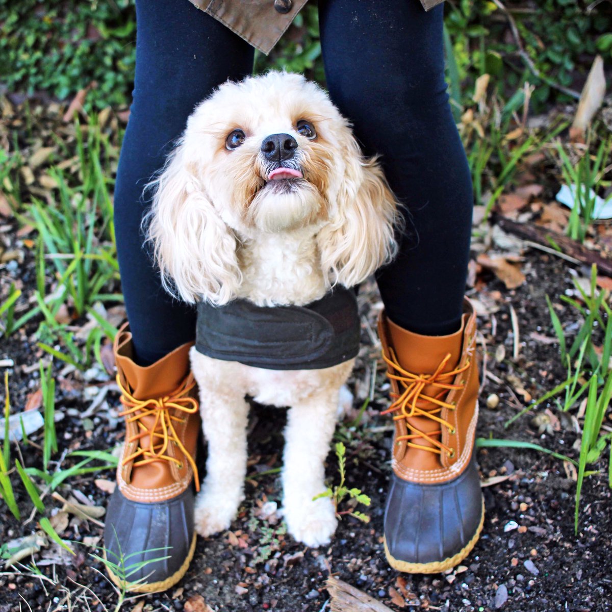 SarahWeisbrod's tweet photo. I’m holding a bacon treat in front of his face 😂🥓 @LLBean @LLBean_PR #LLBeanPets #LLBeanPuppyContest https://t.co/6QUhTMkyRC