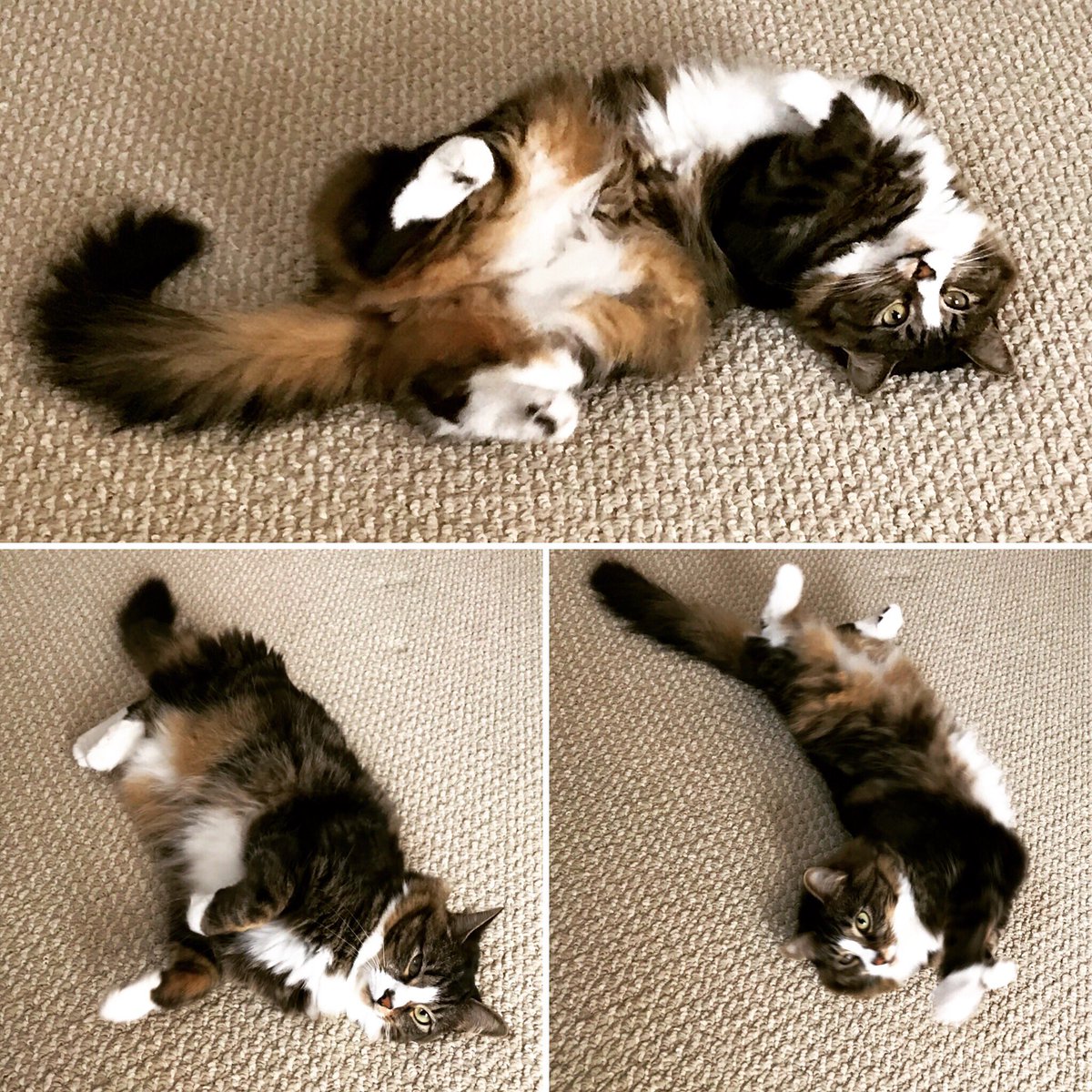 officialpetmio's tweet photo. Pixel WILL find a comfy position for nap time 😴😸 Happy Friday! #petsofpetmio #tgif #naptime #happyfriday #relax #catlovers #CatsOfTwitter https://t.co/VdEypptmaW