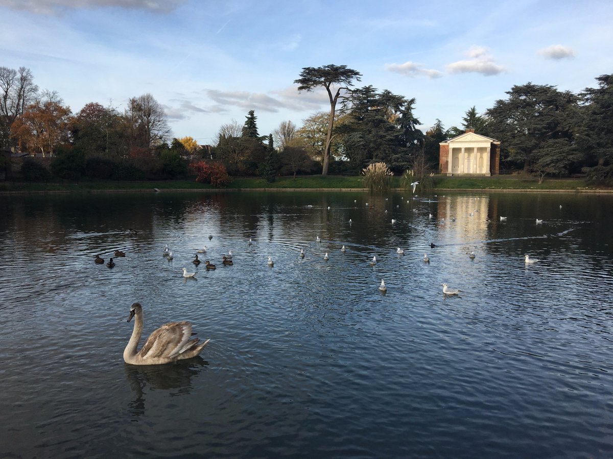 Take a walk in beautiful #gunnersburypark this weekend and look out for our newest resident, Sandy the #cygnet at the #roundpond. #gunnersbury #nature #birds
