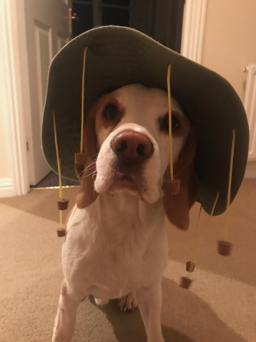 maisieb2009's tweet image. I’m ready ... #ImACeleb