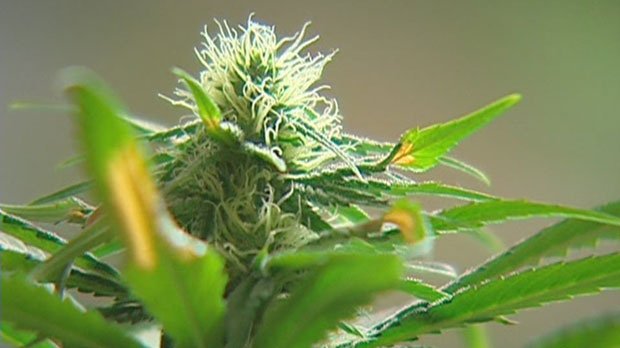 ctvottawa's tweet photo. Green House Brands to set up Canadian base in joint venture with Smiths' Falls' @CanopyGrowth - Read more here: https://t.co/UfvEnBadrC https://t.co/3eUcfr0WcU