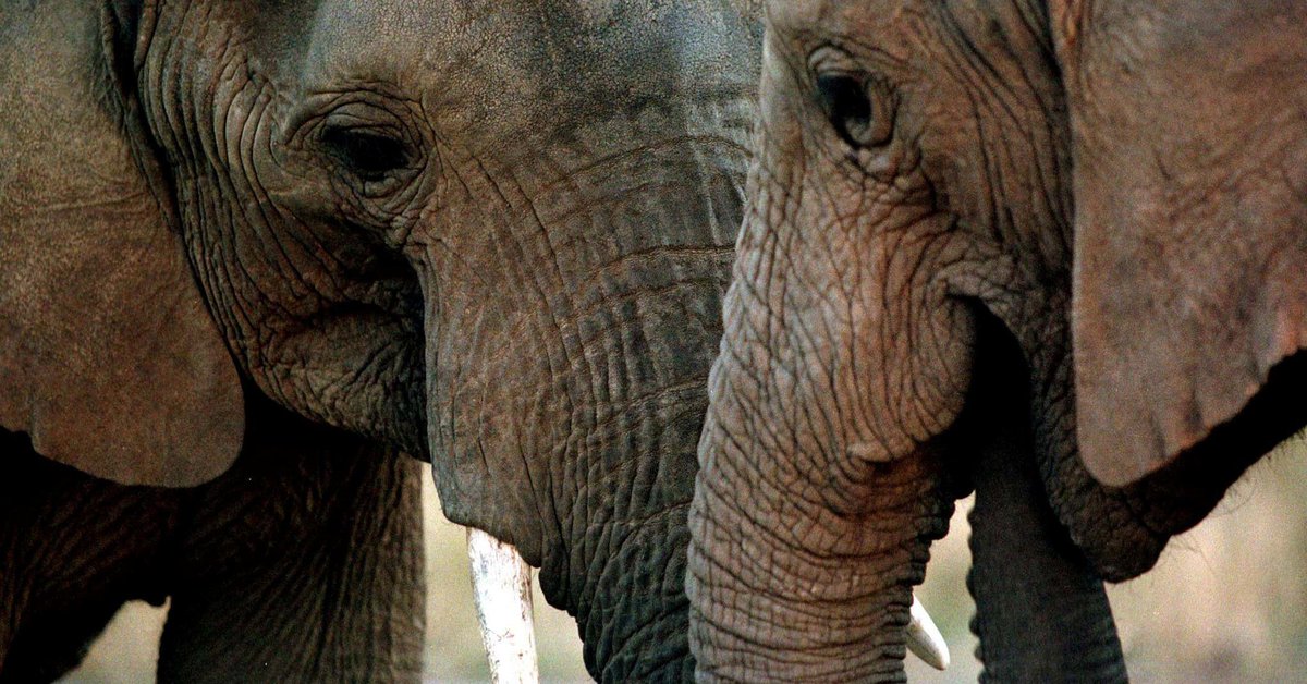 Ellen DeGeneres is fighting Trump's elephant trophy policy with kindness huffp.st/HhtMSb1