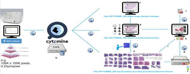 lifesciences_GE's tweet image. Open digital pathology - the principles and limitations hubs.ly/H09b-mt0 #digitalpathology #digitalslides #data #cytome