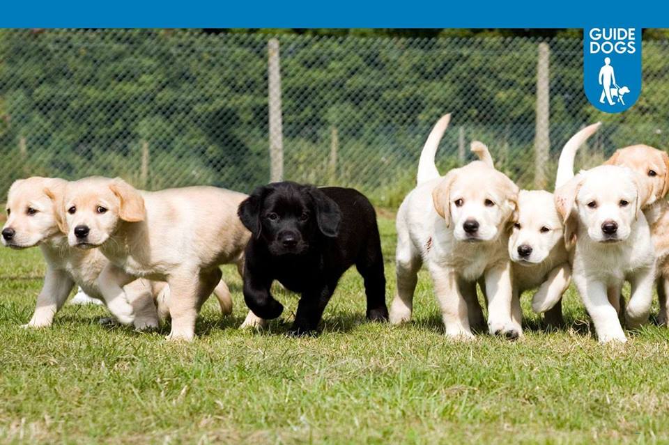 The <a href="/guidedogslu/">LU Guide Dog Society</a> society is hosting a 'Meet the Dogs' event in Fylde. Take a break to meet some beautiful dogs and discover all the incredible work the Charity does. All donations will go to the local Guide Dog Charity.

eventbrite.co.uk/e/meet-the-dog…
