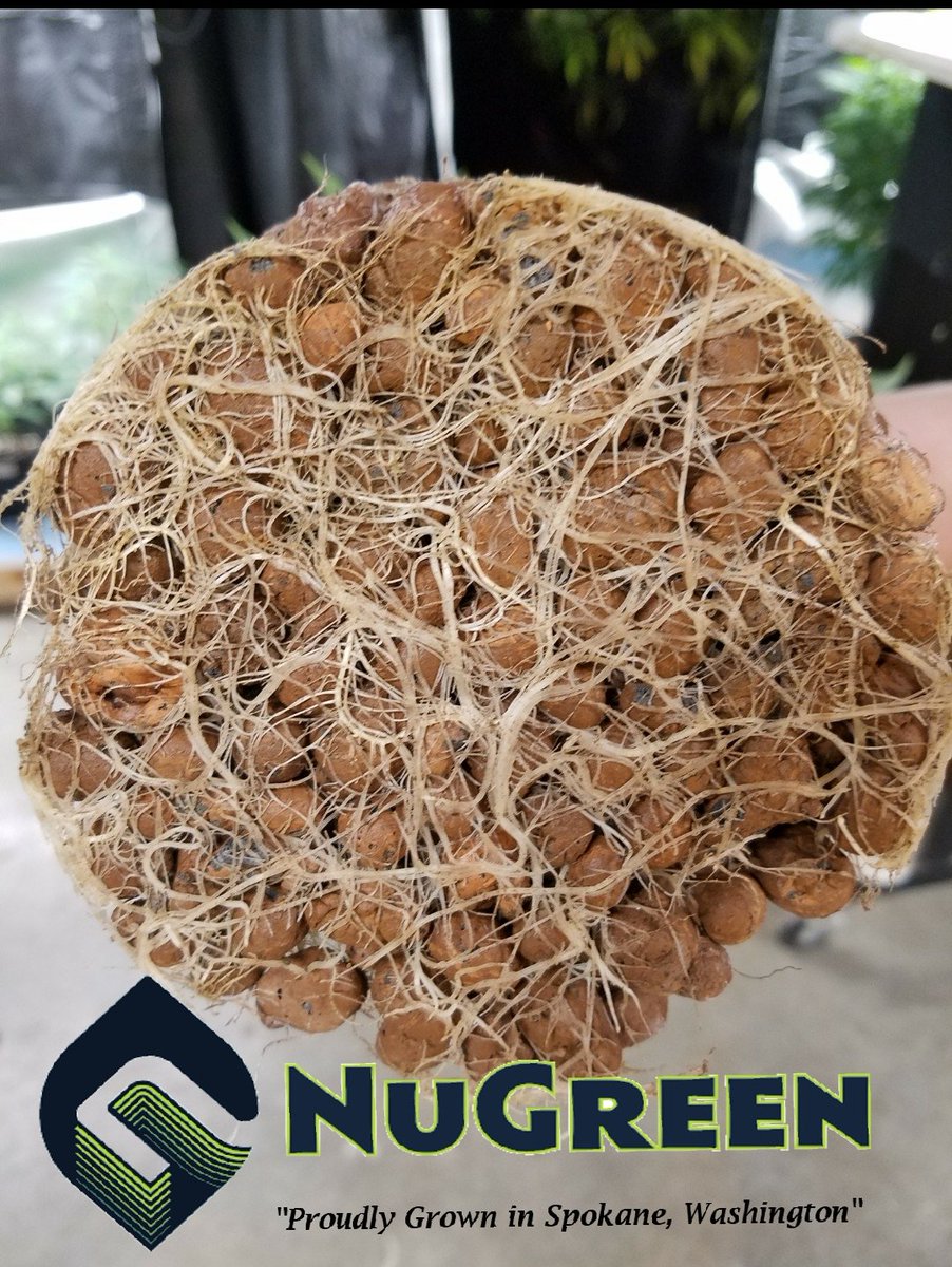 NuGreenWA's tweet photo. It's a great day to play in the water with our #hydro babies at #NuGreen! https://t.co/JJlHoEMdu7