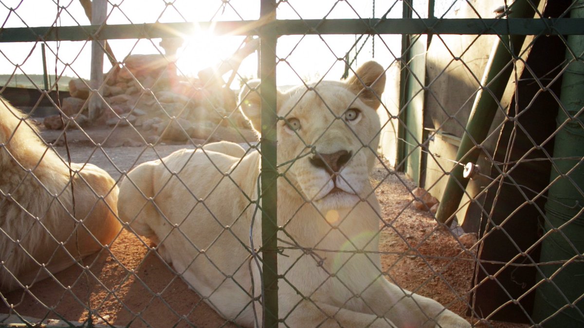 Trophy is out today in UK cinemas, on DVD, and on iTunes. #TrophyTheFilm