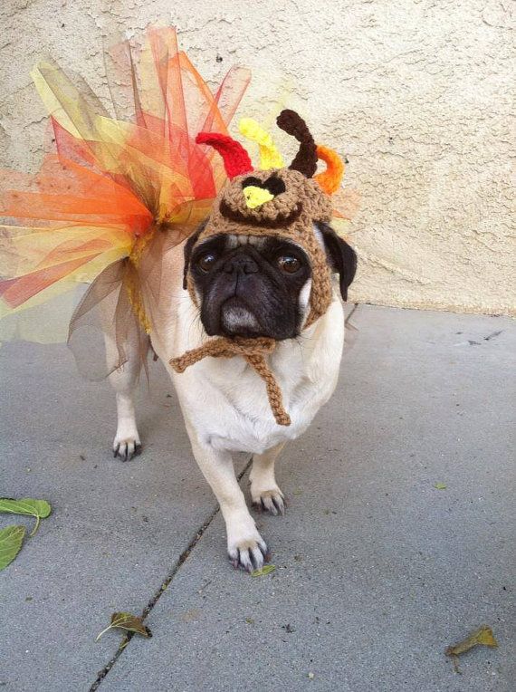 adplugg's tweet photo. Gettin' ready for thanksgiving like... #pugoftheweek #pugs #dogs #thanksgiving https://t.co/vr8MkKcFiD