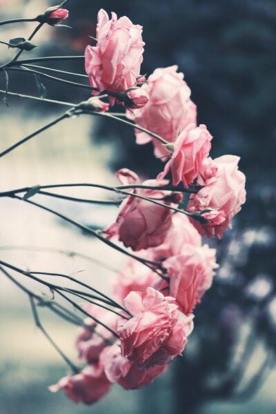 allnaturee's tweet photo. 🌹 https://t.co/BBN3EqPWhd