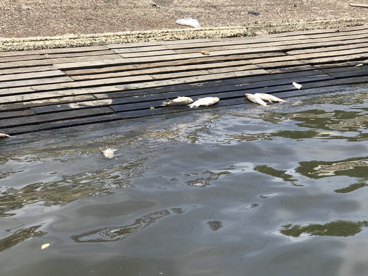 RioReconquista's tweet photo. Mientras tanto....
Río Tigre hoy, peces muriendo por falta de oxígeno en el agua! 
Sanear nuestros espejos de agua tiene que ser PRIORIDAD https://t.co/QXBRapn3rf