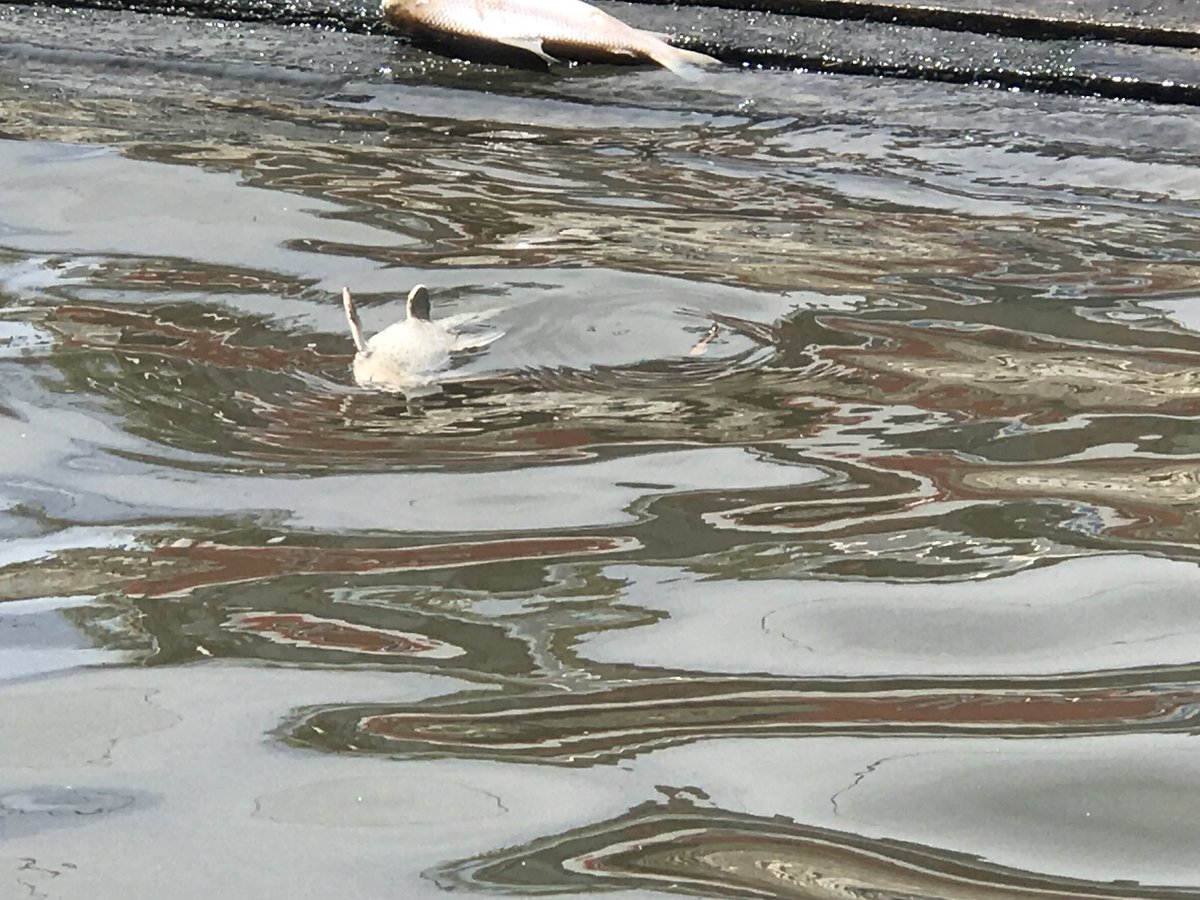 RioReconquista's tweet photo. Mientras tanto....
Río Tigre hoy, peces muriendo por falta de oxígeno en el agua! 
Sanear nuestros espejos de agua tiene que ser PRIORIDAD https://t.co/QXBRapn3rf