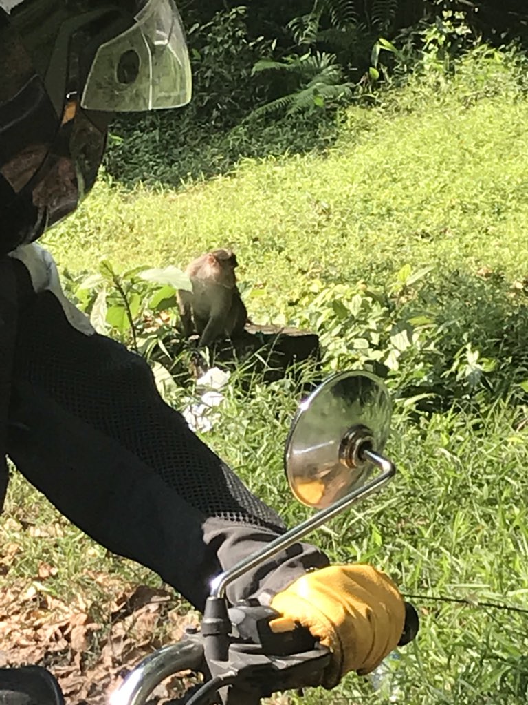 demonrockhopper's tweet photo. A day of coconuts, monkey dodging and a beautiful hillside cottage to rest https://t.co/AoCRYFzod7