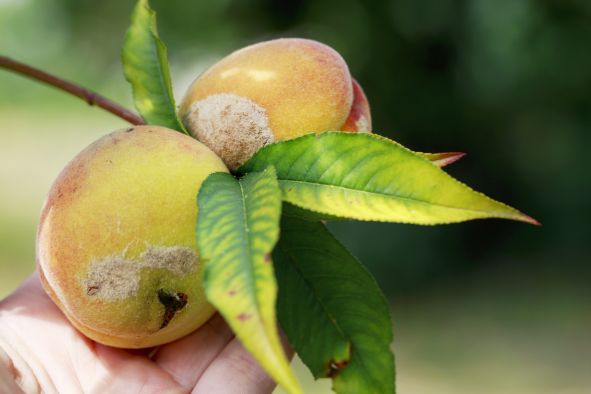 biocomes's tweet photo. We have developed a promising strategy to control brown rot in stone fruit! 2 BCAs are now ready for registration: https://t.co/1bISQP9MNa https://t.co/6nA0BaoO3D