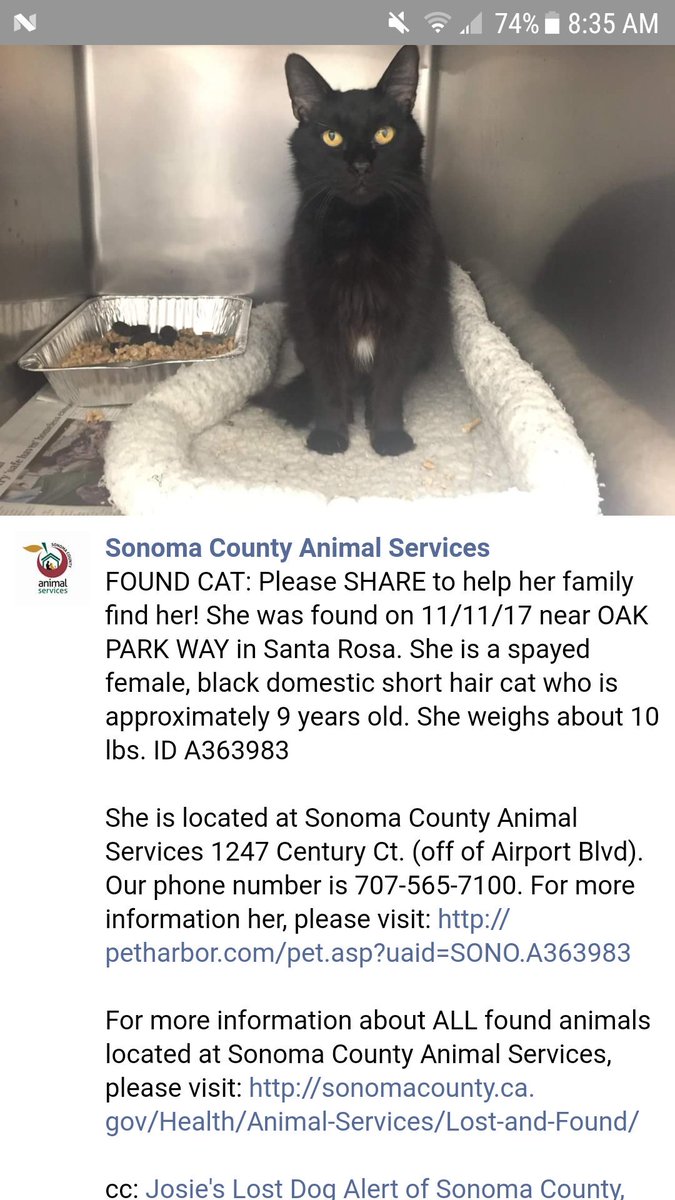 KittyMamaXxX's tweet image. #santarosafire #lostkitty