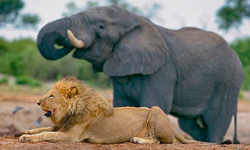 stephenmarley's tweet image. #MORNINGJAH "It is much easier to show compassion to animals. They are never wicked." HAILE SELASSIE I