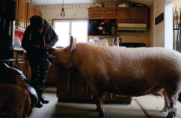 EstherThePig's tweet photo. We have rules at our house: like "no muddy pigs in the kitchen", and "no baked goods for breakfast". My grandma doesn't care though, because she's a rebel like that. https://t.co/HRUJq34Vtr