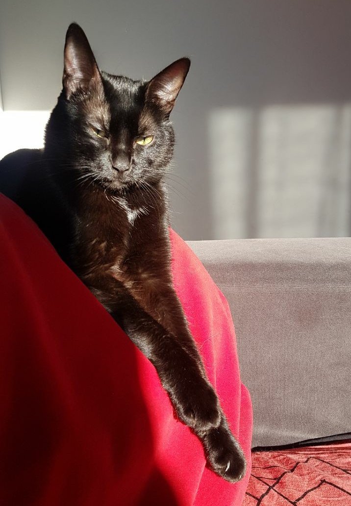 MollyAndDuke's tweet photo. Happy #BlackCatDay furriends!! Here's my sexy face 😹😹😹#CatsOfTwitter #Cat #pets https://t.co/wRo1WDKnuz