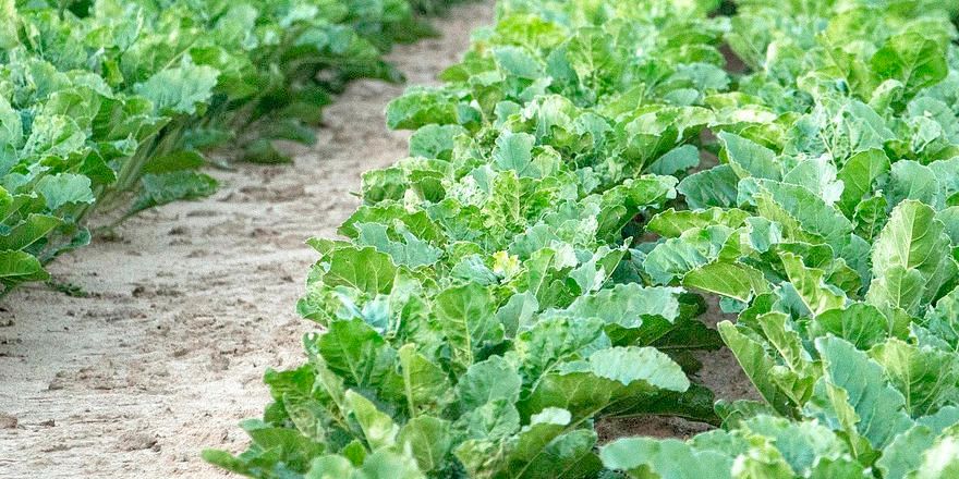 GreenappsWeb's tweet image. MIT engineers create #printablesensors to stick in the plants leaves and alert about water shortage bit.ly/2yQ6Ez2 🔊@EurekAlert