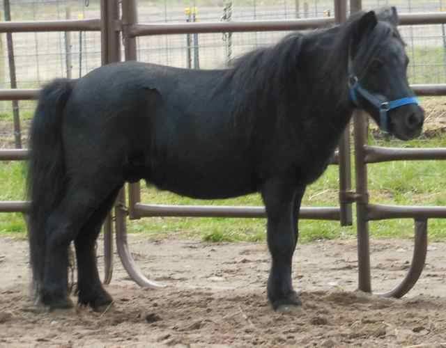 BAHR_HAHD's tweet photo. Fancy Pants a mid-20-s miniature gelding is now available for adoption! https://t.co/xXNRIhx9Hf
