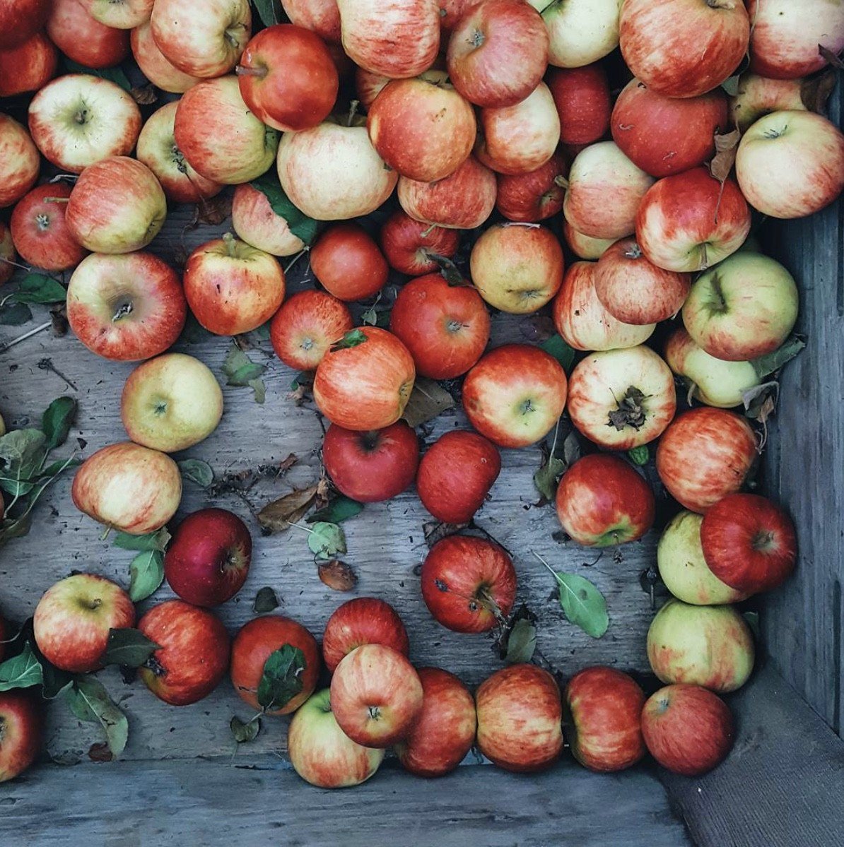 Whitney_Farms's tweet photo. Why limit yourself to just one apple a day?!?! 🍎 (📸: IG kelsey_thefarmersdaughter) https://t.co/XG4Bf6u58M