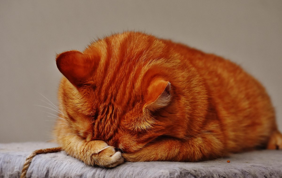 RadiantPresence's tweet photo. The #kitty sez: I mustn't look... https://t.co/b7Szv58cfq