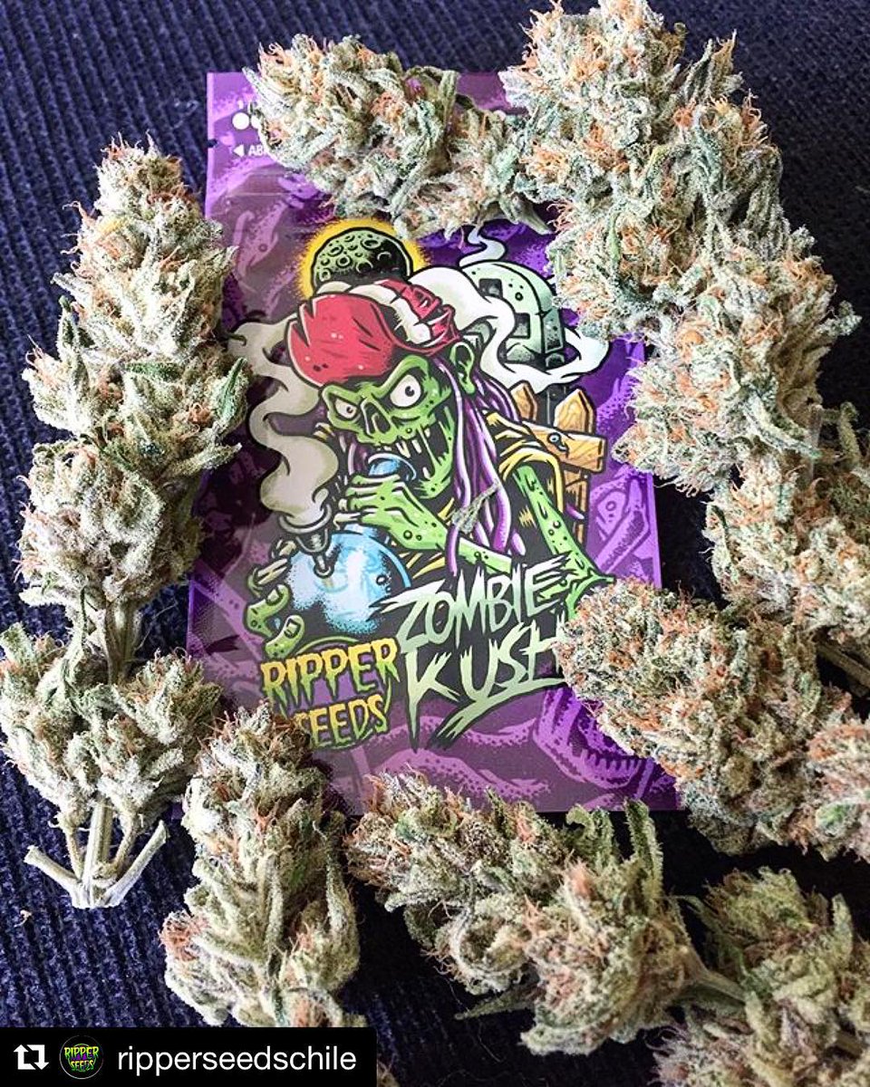 ChileBac's tweet photo. Esa zombie Kush! 😀🔥🔥🔥☝🏻☝🏻☝🏻☝🏻🌴🌴🌴🌴🌴 de nuestros amigos @RipperSeeds Chile! Cultivando con BAC ! 😎😎👊🏻👊🏻🔝🔝🔝 #cultivaconprofesionales #cultivaconbac #chileweed #chile https://t.co/5ZaTSZA4XQ