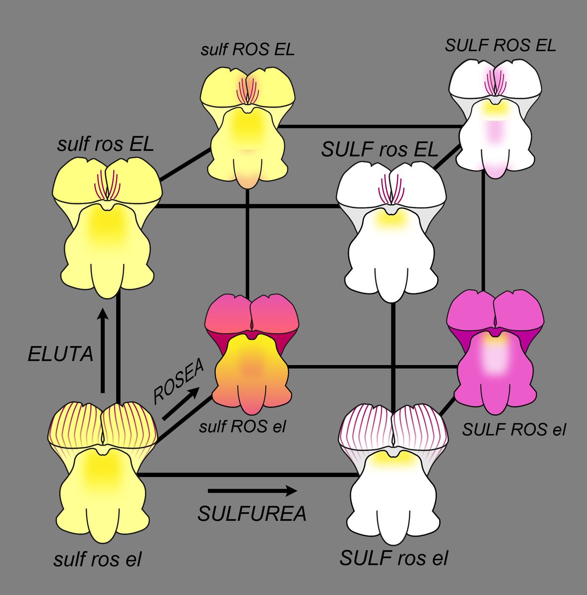 InnerWorlds1's tweet photo. Find out about the evolution of flower colour in Snapdragon flowers! https://t.co/ZDWjk1SbhQ @sciencemagazine https://t.co/2a8uUxCRnh @JohnInnesCentre https://t.co/wDizz9EEYJ #plantsci #Biology #flowercolour https://t.co/Nn4zPsHGiP