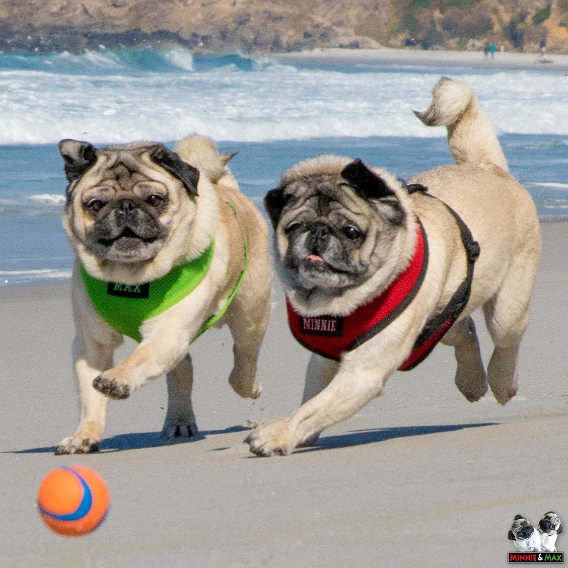 TGIF!
#pug