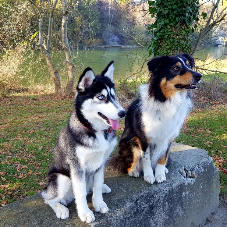 PomskyPassion's tweet photo. Noushka husky siberian and her best friend Joalia... Future mother of cute Pomsky! @elevagepomskypassion
#husky #pomsky https://t.co/lgdEGXF9g2