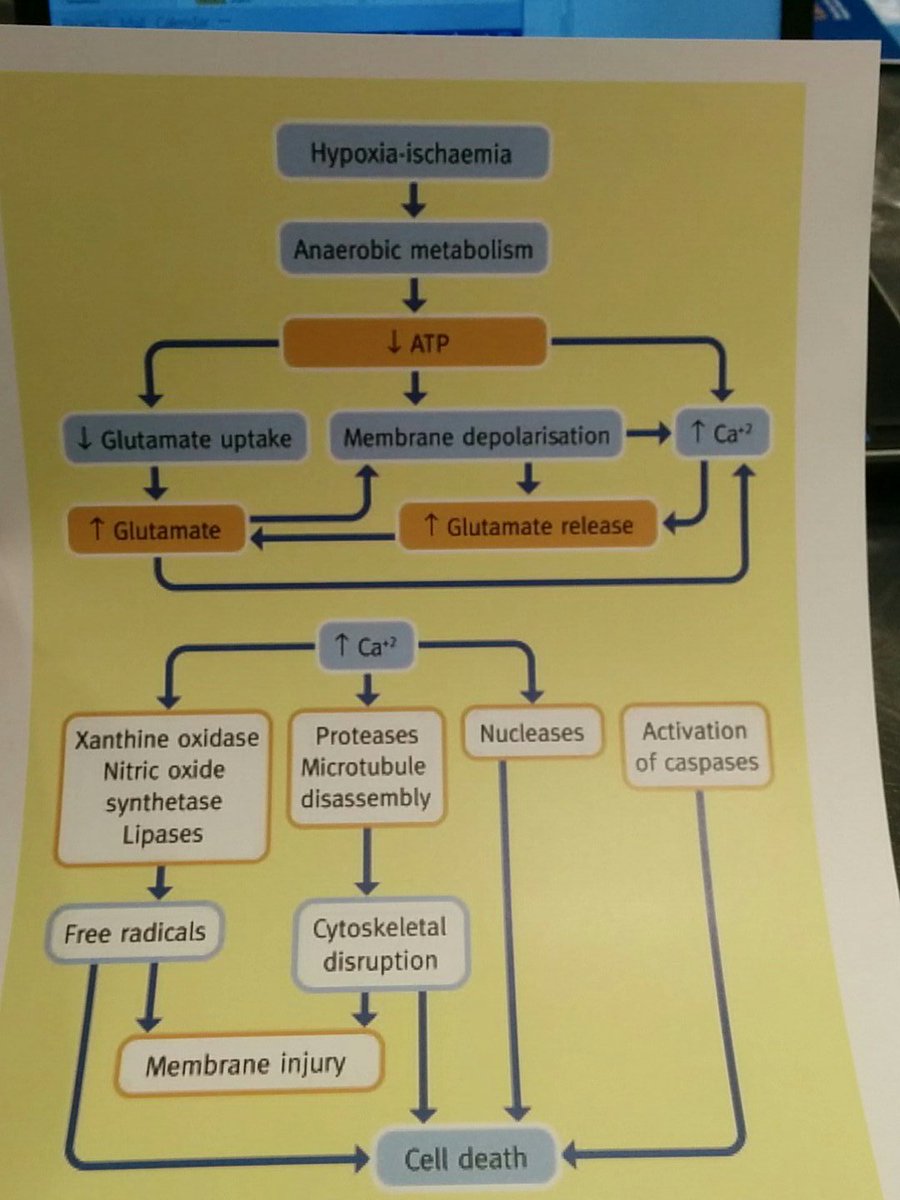 GeoffMiller22's tweet photo. Great presentation from Doris Sawatzky-Dickson of @hsc_winnipeg on Hypoxic Ischemic Encephalopathy therapies and outcomes. #nct2017 #nicu https://t.co/5mZhmLif4D