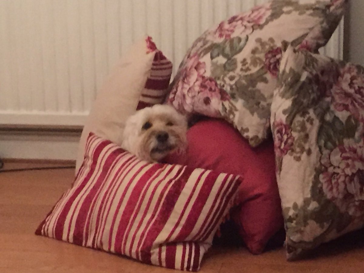 HeidiMLambert's tweet photo. What happens when you growl at @MrNathanLambert #inthedoghouse https://t.co/2IvsvtiBPt