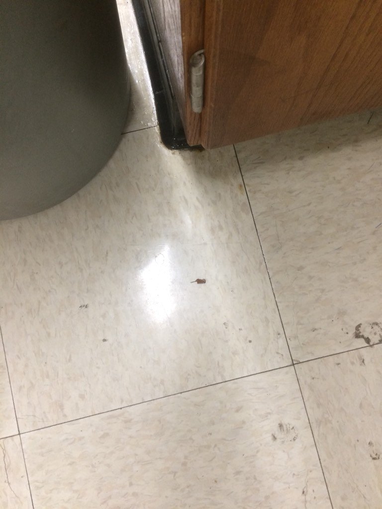 Mcmanusphysics's tweet photo. See the speck on my floor? It’s a crumb from @schoolsout2015 amazing brownies. I think I might eat it. Seriously. https://t.co/8EzOu8k2hc