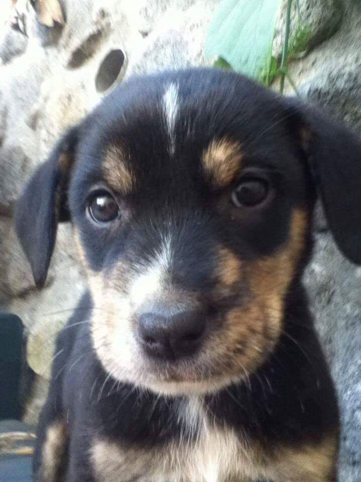 Jeel アレクサンドラ Quand J Ai Recupere Bebe Milo Tout Abime Et Peureux Et Que Maintenant Il Est Tout Beau Tout Grand Mais Toujours Peureux Ahah T Co Ks7oi2fzyp