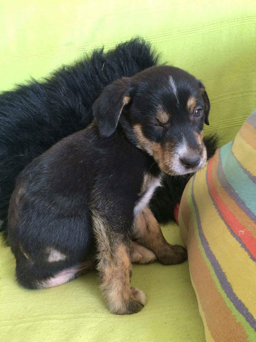 Jeel アレクサンドラ Quand J Ai Recupere Bebe Milo Tout Abime Et Peureux Et Que Maintenant Il Est Tout Beau Tout Grand Mais Toujours Peureux Ahah T Co Ks7oi2fzyp