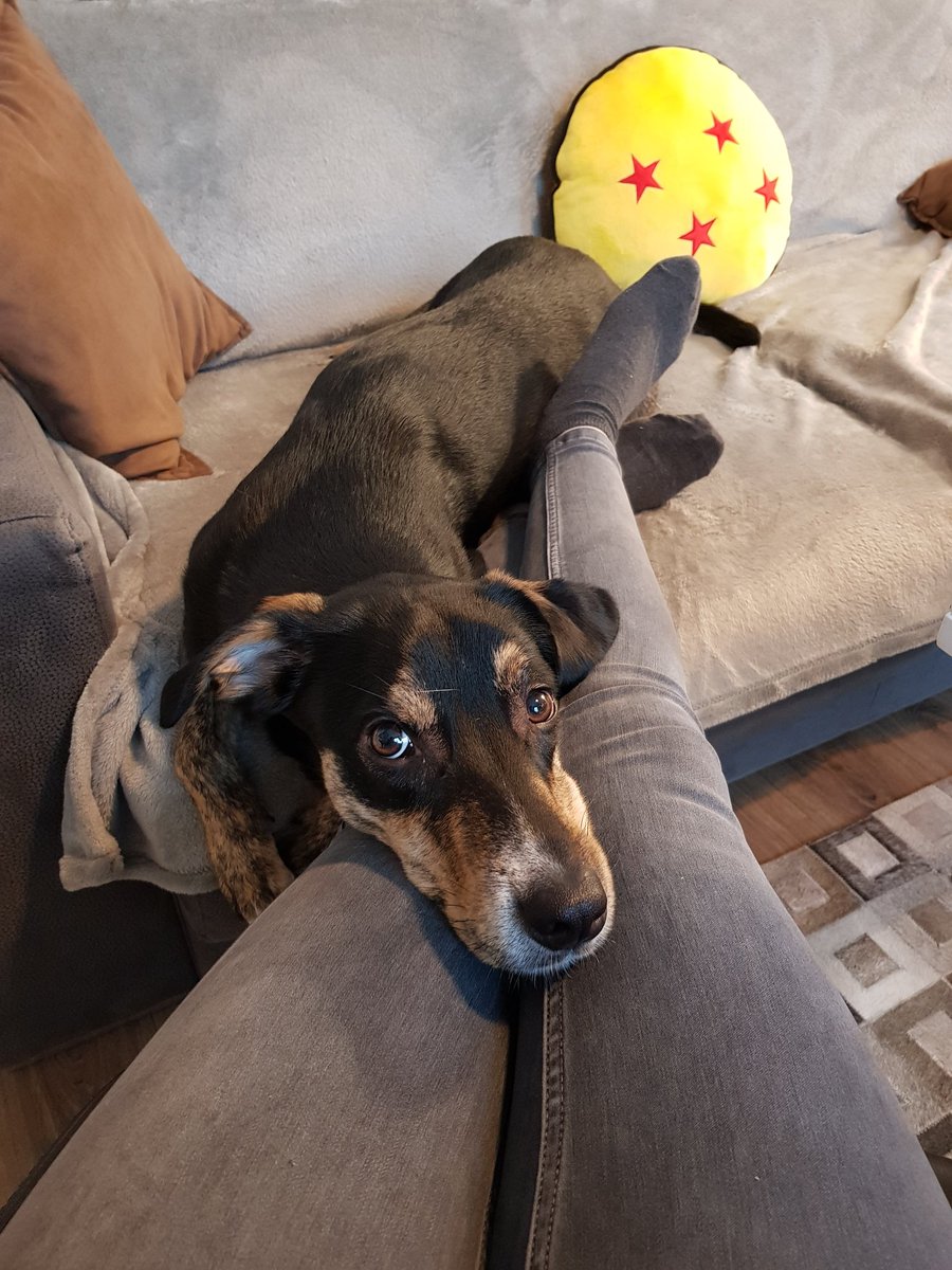 Jeel アレクサンドラ Quand J Ai Recupere Bebe Milo Tout Abime Et Peureux Et Que Maintenant Il Est Tout Beau Tout Grand Mais Toujours Peureux Ahah T Co Ks7oi2fzyp