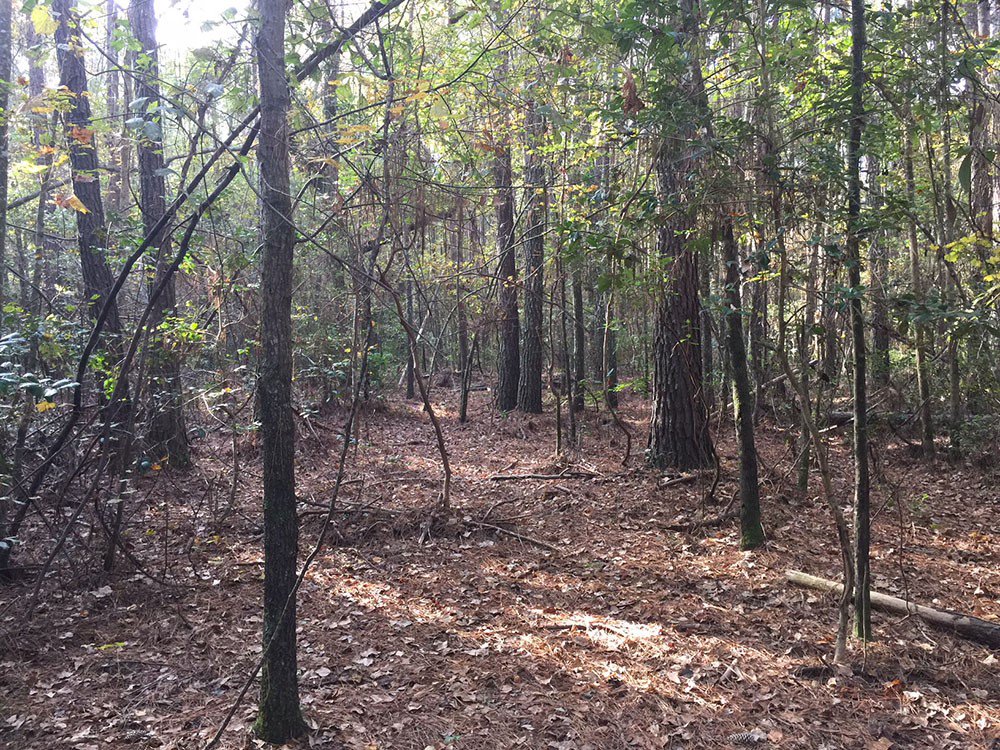 TreelyLand's tweet photo. #Hot New Listing - 100+ acres #SouthCarolina #LittlePeeDeeRiver, $47,700.  #Hunt, #Fish, #Kayak, #Camp view more at https://t.co/q1nJwk6Iil https://t.co/zzBBJHDSfs