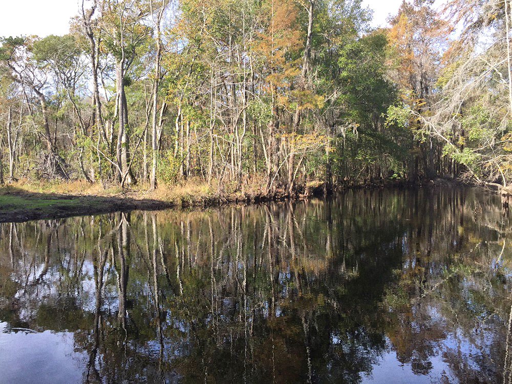 TreelyLand's tweet photo. #Hot New Listing - 100+ acres #SouthCarolina #LittlePeeDeeRiver, $47,700.  #Hunt, #Fish, #Kayak, #Camp view more at https://t.co/q1nJwk6Iil https://t.co/zzBBJHDSfs