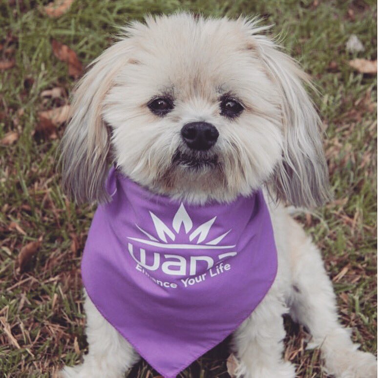 WanaBrands's tweet photo. Meet your Wana spokespuppers: Sammy, Quito, Avett, and Maverick. ๐พ #wanadogs
*Wana edibles are NOT for pets*
#wanabrands #dogs #bandanas #edibles #gummies #cute #woof #wanagear https://t.co/texF5e0rV2