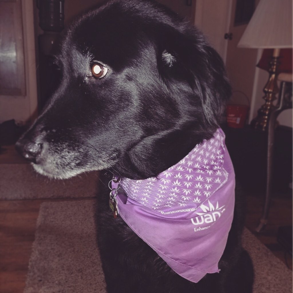 WanaBrands's tweet photo. Meet your Wana spokespuppers: Sammy, Quito, Avett, and Maverick. ๐พ #wanadogs
*Wana edibles are NOT for pets*
#wanabrands #dogs #bandanas #edibles #gummies #cute #woof #wanagear https://t.co/texF5e0rV2