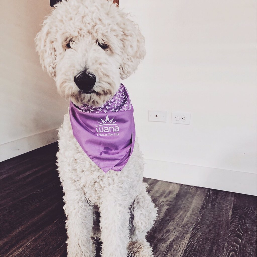WanaBrands's tweet photo. Meet your Wana spokespuppers: Sammy, Quito, Avett, and Maverick. ๐พ #wanadogs
*Wana edibles are NOT for pets*
#wanabrands #dogs #bandanas #edibles #gummies #cute #woof #wanagear https://t.co/texF5e0rV2