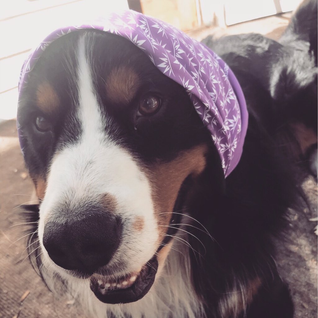 WanaBrands's tweet photo. Meet your Wana spokespuppers: Sammy, Quito, Avett, and Maverick. ๐พ #wanadogs
*Wana edibles are NOT for pets*
#wanabrands #dogs #bandanas #edibles #gummies #cute #woof #wanagear https://t.co/texF5e0rV2