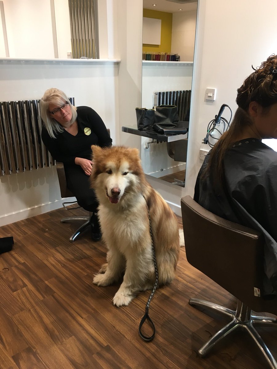 PeppersHairBty's tweet photo. How gorgeous is Bubby the Alaskan Malamute waiting patiently for his owner while Molly is doing model night... #welovetrowbridge #hairstyle #hairsalon #wellbehaveddogs #FridayFeeling #weekend https://t.co/eIdJPMRD7s