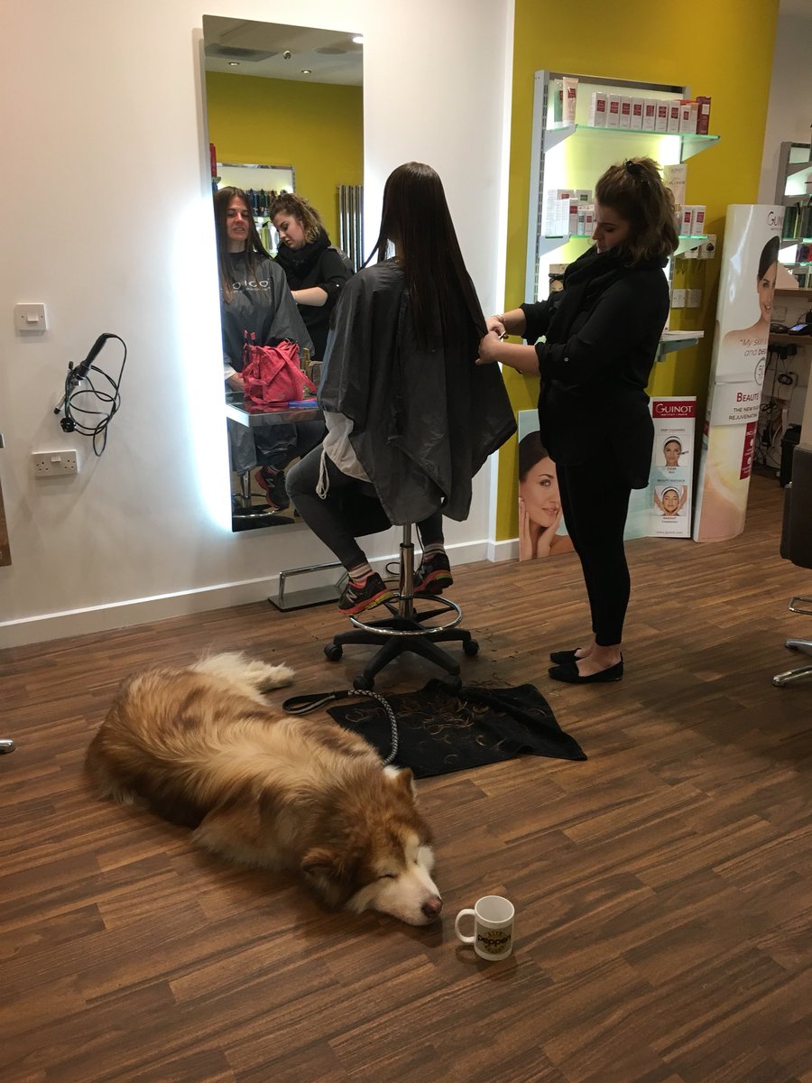 PeppersHairBty's tweet photo. How gorgeous is Bubby the Alaskan Malamute waiting patiently for his owner while Molly is doing model night... #welovetrowbridge #hairstyle #hairsalon #wellbehaveddogs #FridayFeeling #weekend https://t.co/eIdJPMRD7s
