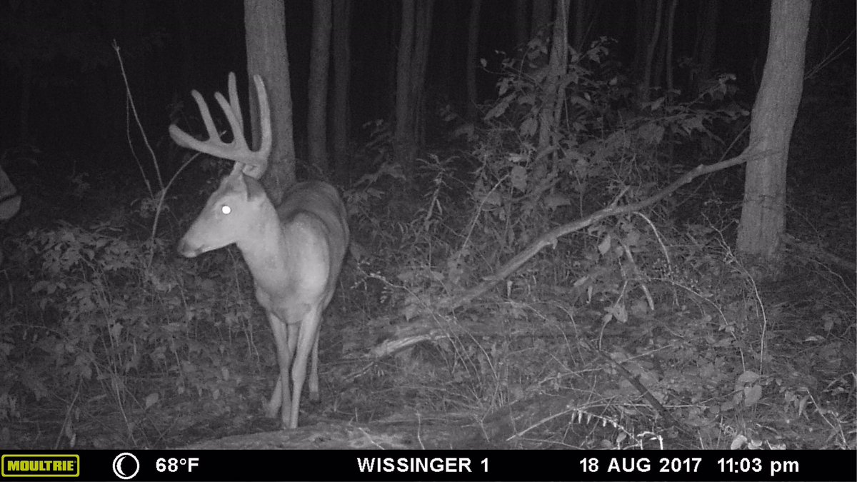 Backwood_Hunter's tweet photo. https://t.co/504o4pxHag