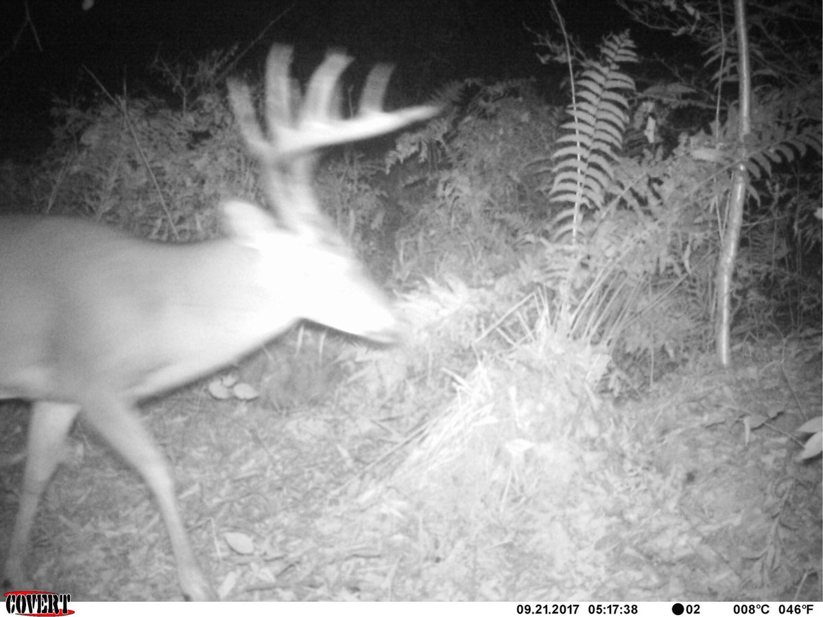 Backwood_Hunter's tweet photo. https://t.co/504o4pxHag