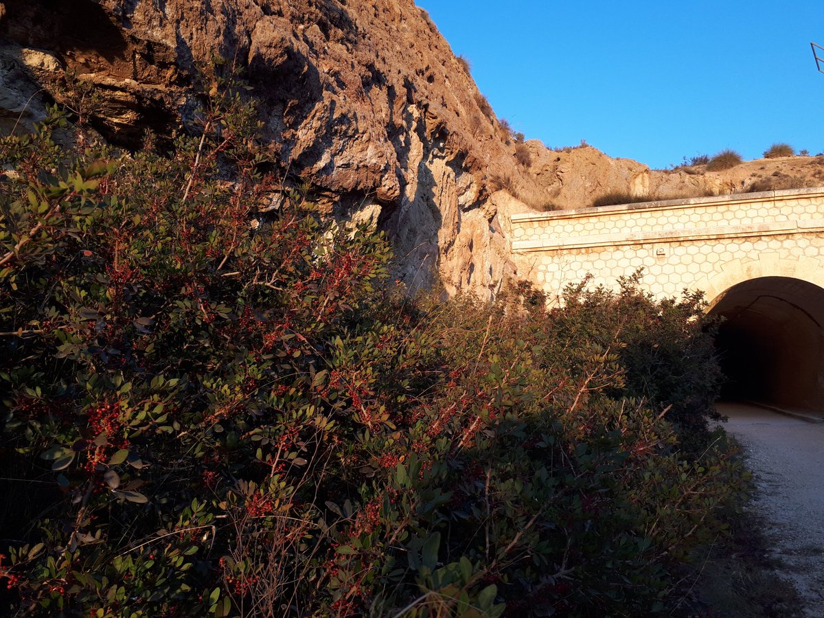 mariajosanchis's tweet photo. Via Verda d'Agost (L' Alacantí), antic projecte de ferrocarril Agost/Alcoi, transcorre per la Serra del Maigmó. Fa una horeta. https://t.co/GPK2ND26OX