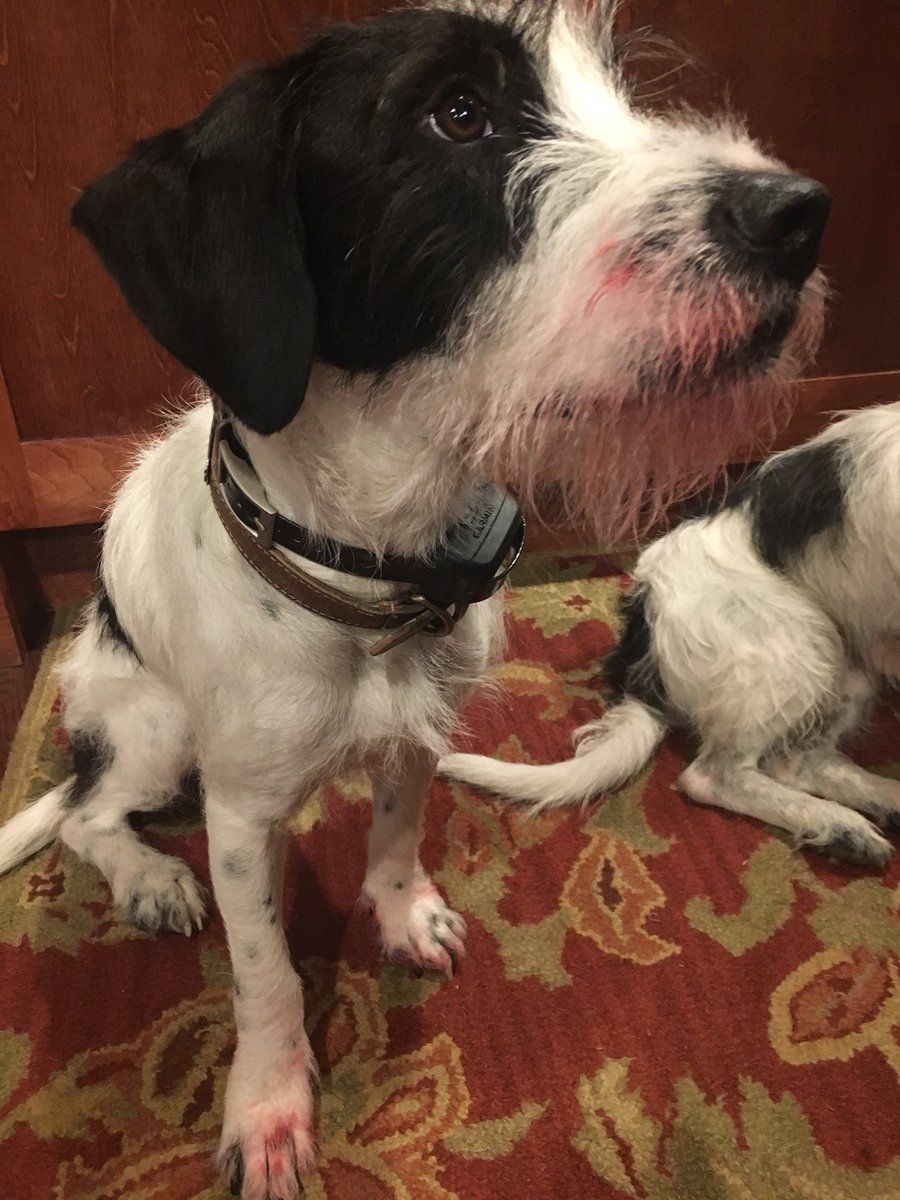 Christi_Paul's tweet photo. When your dog eats your lipstick. Yeah. @HLNTV @OnTheStory I’m talking w/ @EricaRHill abt new report that dogs, particularly certain breeds, can extend your life. 1:30pm #StillLoveHim #LooksBetterOnHim #rescuedog #BaxterBoy https://t.co/uKawVLn8My