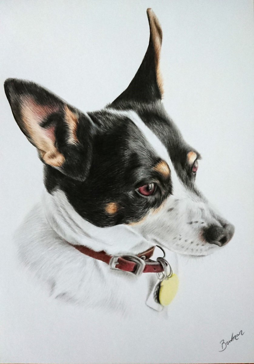 personalartwork's tweet photo. Spurgeon the rat terrier #ratterrier #dogsoftwitter #DogLover #dog #portrait #fabercastell #drawing #art https://t.co/sotC5FLtX9