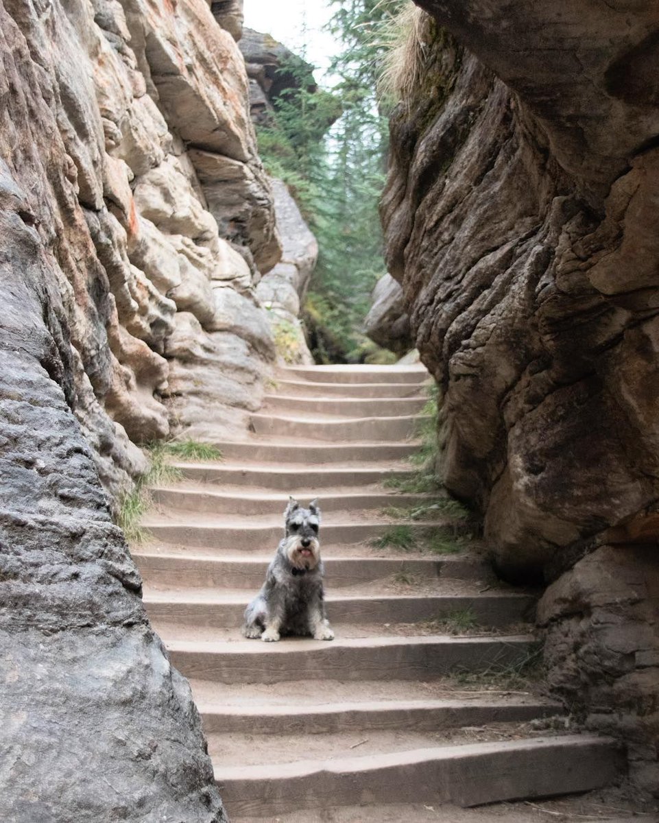 muffinjai's tweet photo. One last hike around #Athabascafalls 😍 Before we continue our road trip 🏔🇨🇦🐶🐾 #ExploreAlber… https://t.co/5IuwC0iRTI https://t.co/Ps5ScPDaGb
